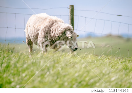 A solitary sheep peacefully feeds on grass in a verdant pasture, with a fence marking the boundary against a backdrop of a bright blue sky on a warm day. A solitary sheep peacefully feeds on grass in a verdant pasture, with a fence marking the boundary against a backdrop of a bright blue sky on a warm day. 118144163