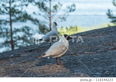 Black-headed gull in its natural habitat Black-headed gull in its natural habitat 118144223