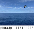 水平線とウミネコ 118144227