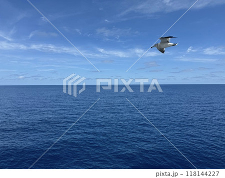 水平線とウミネコ 118144227