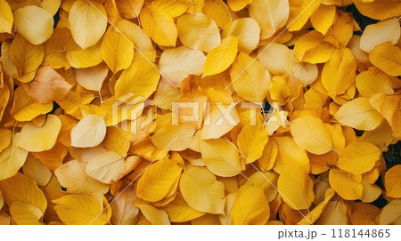 Yellow Golden Autumn Leaves Background 118144865