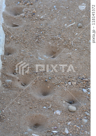 蟻地獄はウスバカゲロウ類の幼虫が地面に掘ったりスリ鉢状の巣穴　薄羽－蜉蝣（カゲロウ） 118145372