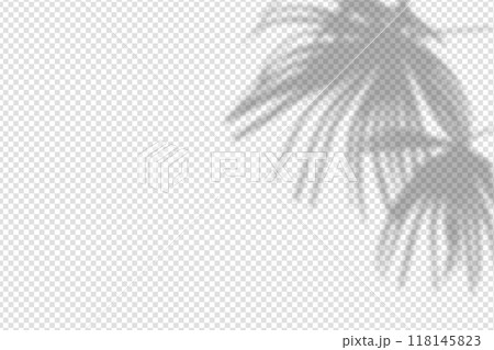 Shadow overlay from a palm tree branch isolated on a transparent background. 118145823