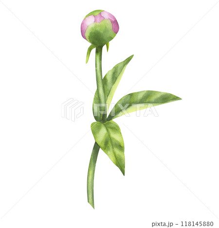 Peony pink bud flower. Floral print with petals, green leaves stems. Hand drawn watercolor illustration isolated background. For printing postcards, invitations, textile, clothes, greeting cards Peony pink bud flower. Floral print with petals, green leaves stems. Hand drawn watercolor illustration isolated background. For printing postcards, invitations, textile, clothes, greeting cards 118145880