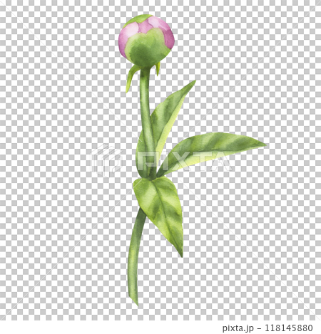 Peony pink bud flower. Floral print with petals, green leaves stems. Hand drawn watercolor illustration isolated background. For printing postcards, invitations, textile, clothes, greeting cards Peony pink bud flower. Floral print with petals, green leaves stems. Hand drawn watercolor illustration isolated background. For printing postcards, invitations, textile, clothes, greeting cards 118145880