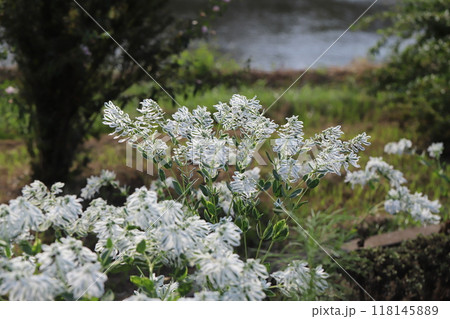 夏の公園に咲くハツユキソウの白い縁取りの葉と白い小花の花 夏の公園に咲くハツユキソウの白い縁取りの葉と白い小花の花 118145889