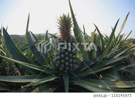 Pineapple grow on tree in garden Pineapple grow on tree in garden 118145975
