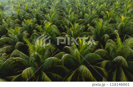 Top view of coconut trees field in the sunrise 118146001