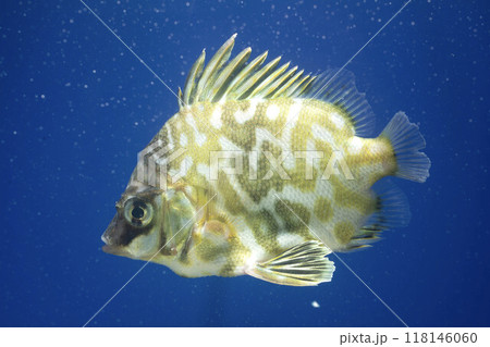 ツボダイ ツボダイ幼魚 タイ 魚 ツボダイ ツボダイ幼魚 タイ 魚 118146060