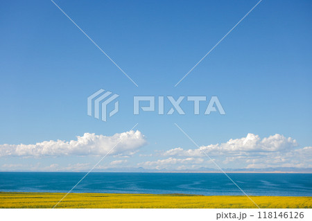菜の花と青海湖 118146126
