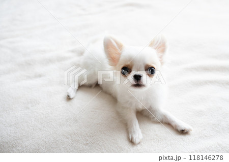 白い毛布にのったチワワの仔犬 白い毛布にのったチワワの仔犬 118146278