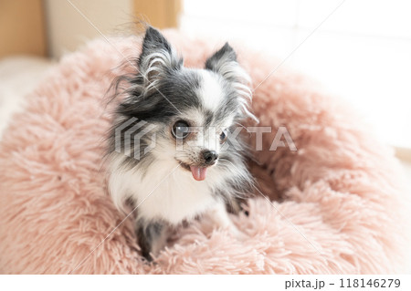 ピンクのベッドに入って微笑むチワワ 118146279