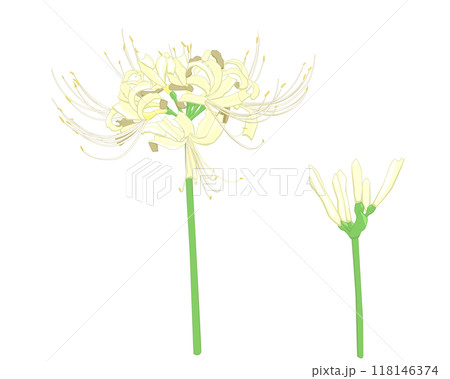 白花曼珠沙華のイラスト 118146374