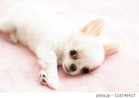 ピンクの毛布の上で伏せたチワワの仔犬 118146427