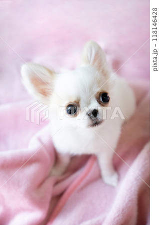 ピンクバックと見上げる白いチワワの仔犬 ピンクバックと見上げる白いチワワの仔犬 118146428