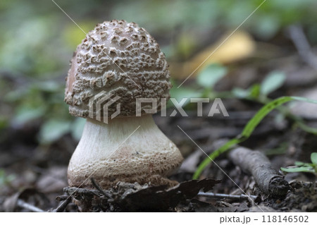 Mushroom growing in the autumn forest. 118146502