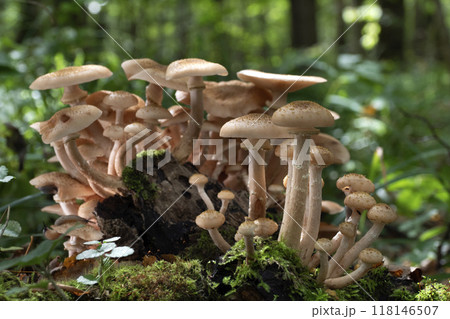 Mushrooms in autumn forest. Edible autumn honey mushrooms on a mossy tree trunk. Mushrooms in autumn forest. Edible autumn honey mushrooms on a mossy tree trunk. 118146507