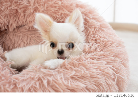 ピンクのベッドに入ったチワワの仔犬 ピンクのベッドに入ったチワワの仔犬 118146516