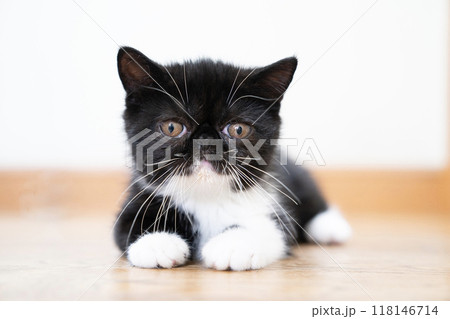 カメラ目線のエキゾチックショートヘアーの仔猫 カメラ目線のエキゾチックショートヘアーの仔猫 118146714