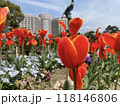 赤いチューリップ 118146806