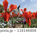赤いチューリップ 118146808
