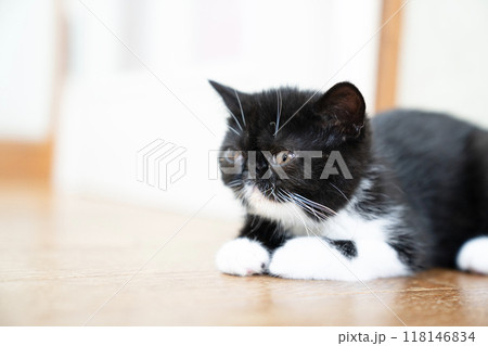 伏せたエキゾチックショートヘアーの仔猫 伏せたエキゾチックショートヘアーの仔猫 118146834