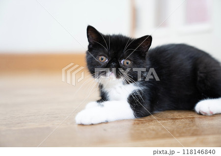 伏せたエキゾチックショートヘアーの仔猫 伏せたエキゾチックショートヘアーの仔猫 118146840