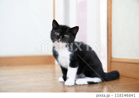 お座りしたエキゾチックショートヘアーの仔猫 お座りしたエキゾチックショートヘアーの仔猫 118146841