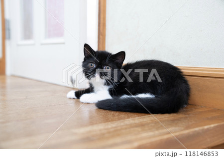 伏せたエキゾチックショートヘアーの仔猫 伏せたエキゾチックショートヘアーの仔猫 118146853
