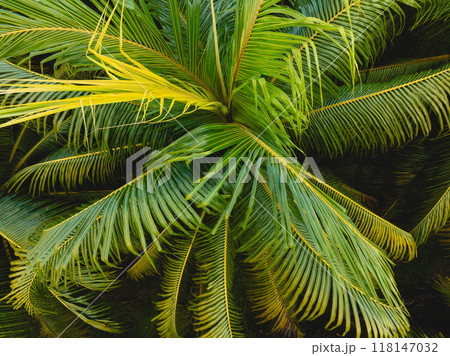 Top view of coconut trees field in the sunrise 118147032