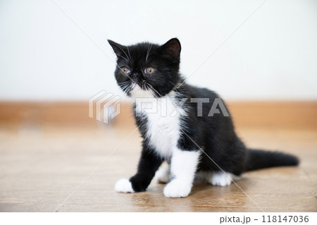 お座りしたエキゾチックショートヘアーの仔猫 118147036