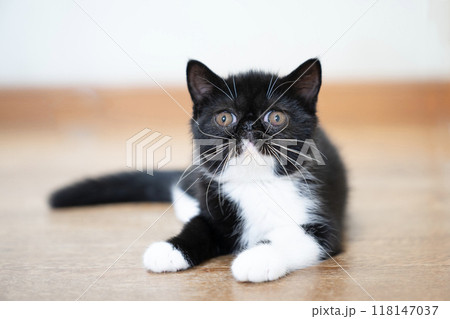 お座りしたエキゾチックショートヘアーの仔猫 お座りしたエキゾチックショートヘアーの仔猫 118147037