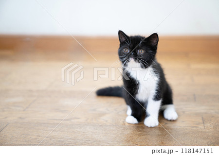 お座りしたエキゾチックショートヘアーの仔猫 お座りしたエキゾチックショートヘアーの仔猫 118147151