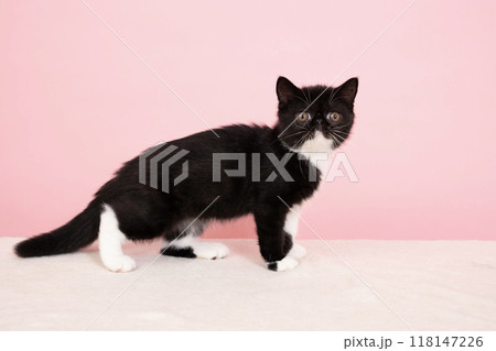 ピンクバックと振り向いたエキゾチックショートヘアーの仔猫 118147226