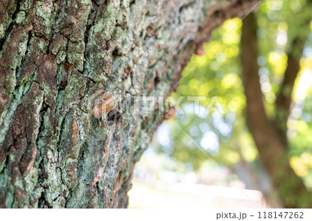 木の幹で羽化した蝉の抜け殻 118147262