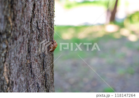 木の幹で羽化した蝉の抜け殻 118147264