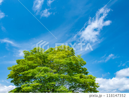 ケヤキと空 7 ケヤキと空 7 118147352