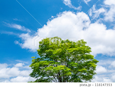 ケヤキと空 8 118147353