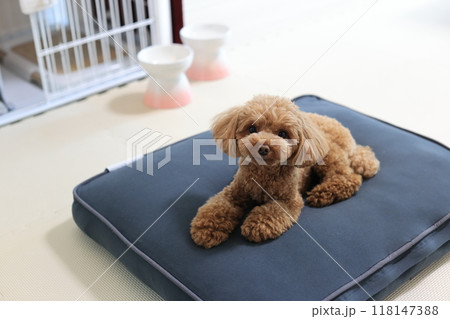 リゾートホテルでくつろぐトイプードル リゾートホテルでくつろぐトイプードル 118147388