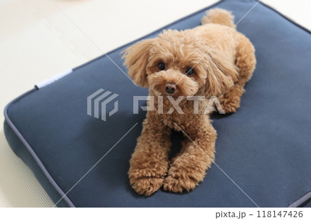 リゾートホテルでくつろぐトイプードル 118147426