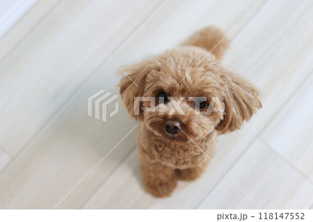 お座りするトイプードル 118147552