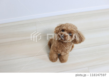 お座りをするトイプードル 118147597