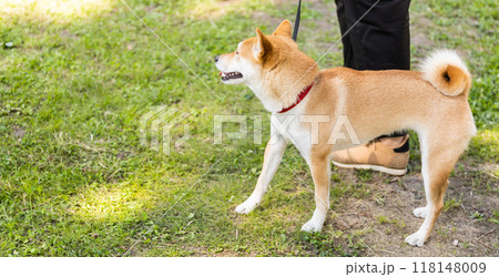 Banner Beautiful akita inu pet dog for a walk in a park. Japanese Akita Dog Breed, copy space Banner Beautiful akita inu pet dog for a walk in a park. Japanese Akita Dog Breed, copy space 118148009