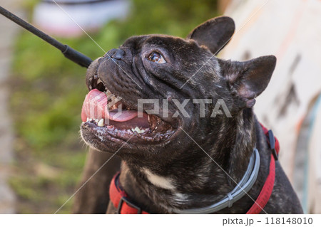 Portrait of a French bulldog opens its mouth and with tongue hanging out outdoor. Pet and purebred dog concept 118148010