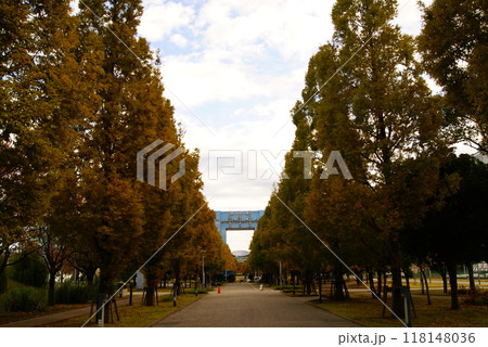 カラー　紅葉　植物　秋　公園　お台場（2024年9月登録） 118148036
