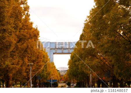 カラー　紅葉　植物　秋　公園　お台場（2024年9月登録） 118148037