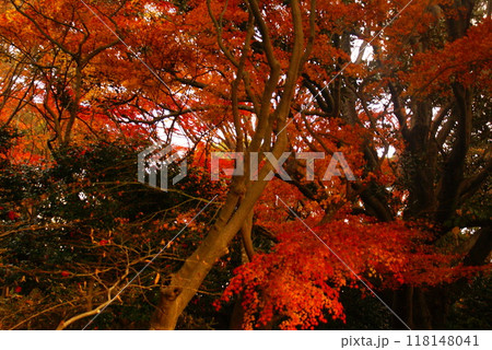 カラー 紅葉 植物 秋 噴水 公園 (2024年9月登録) カラー 紅葉 植物 秋 噴水 公園 (2024年9月登録) 118148041