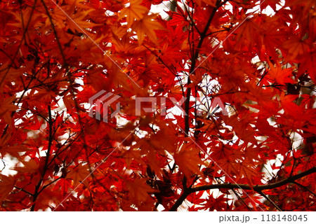 カラー　紅葉　植物　秋　公園　（2024年9月登録） 118148045