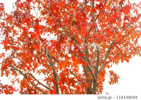 カラー　紅葉　植物　秋　公園　（2024年9月登録） 118148049