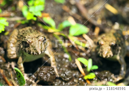 二匹のヌマガエル 二匹のヌマガエル 118148591